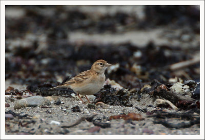 Short toed Lark