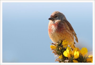 Linnet