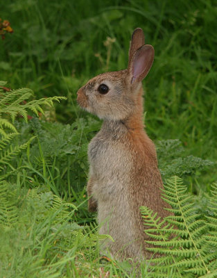  Young Rabbit