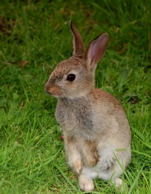 Young Rabbit