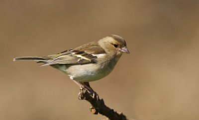 Chaffinch fermale