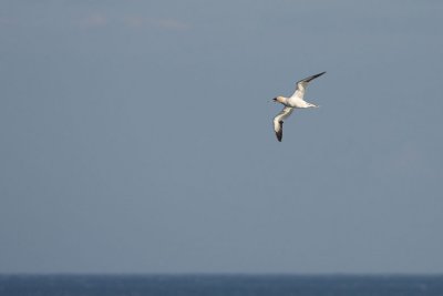 Gannet