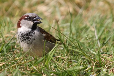 House Sparrow