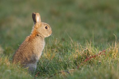 Young Rabbit