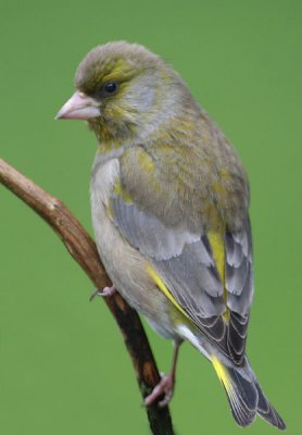 Greenfinch