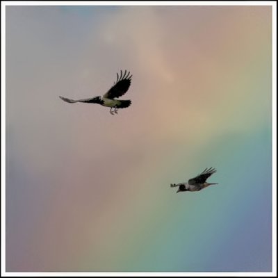 Hooded Crows in a Rainbow