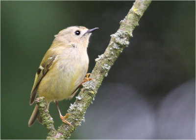 Goldcrest