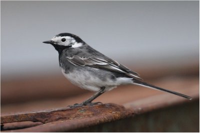 Pied Wagtail