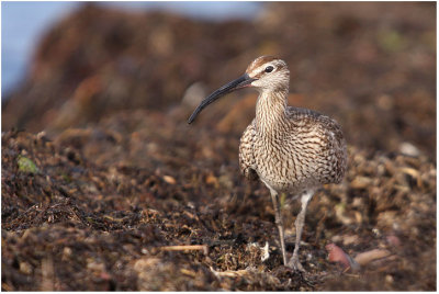 Whimbrel