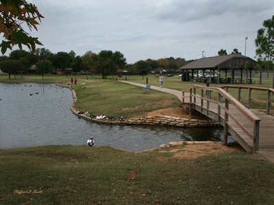 Duck Pond 2