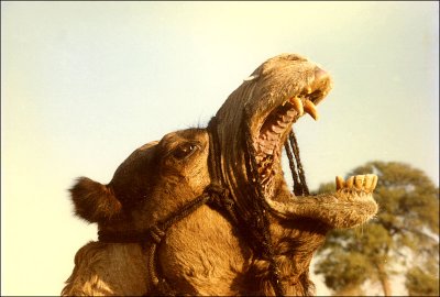 Camel Yawns