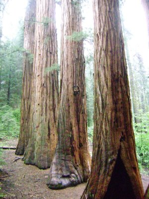 Big Trees (photo courtesy of SK)