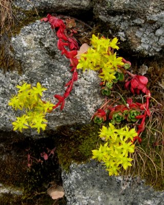 Color