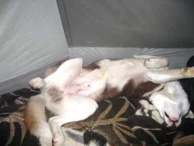Sleeping in the tent