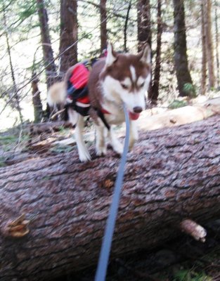 Log Hopping