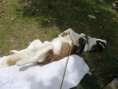 Nappin' Again !