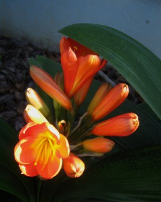 Kaffir Lily