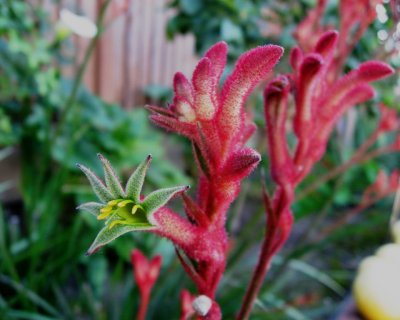 Kangaroo Paw