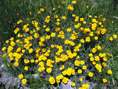 IMG_1740.JPG