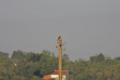 0C0J8395x.jpg