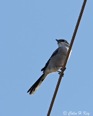 shrikes