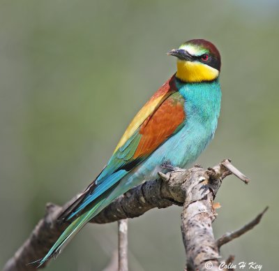 Birds of Algarve and Alentejo