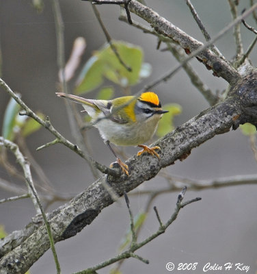 Firecrest 002.jpg