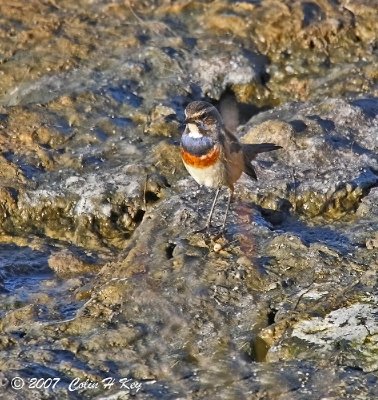 Bluethroat
