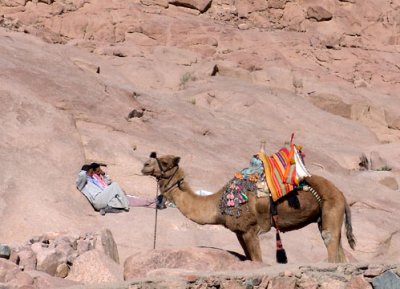 Bedouin and a Camel