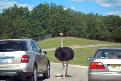 A Curious Ostrich