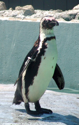 Penguin