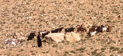 A Bedouin Woman with Her Flock