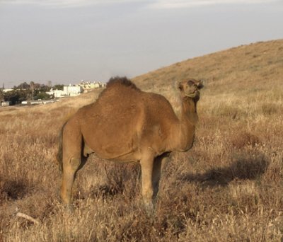 A Camel