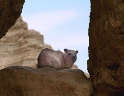 A Hyrax