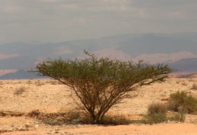 An Acacia Tree