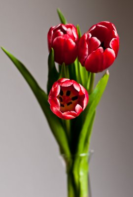 2009 Tulips 1