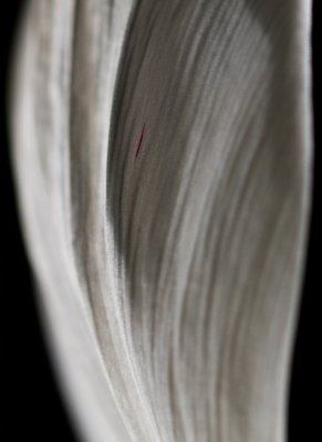 Tulip Study-5531-1.jpg