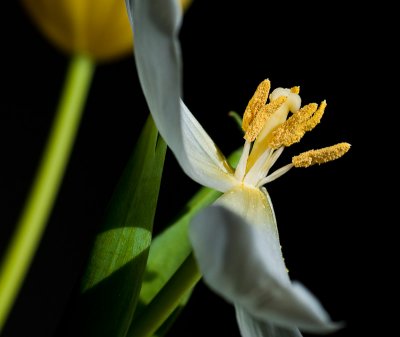 Tulip study-5534-1.jpg