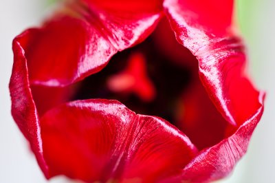 Tulips-0023-1.jpg