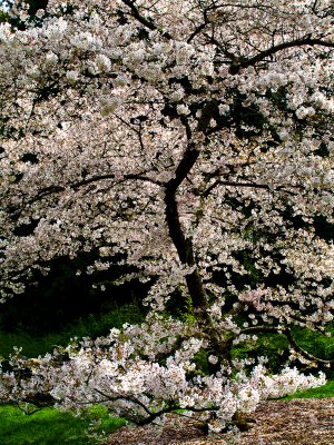 Arboretum