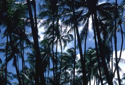 Palms Near Waikiki Beach