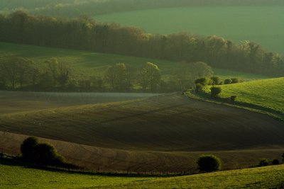 Where's the pheasant?