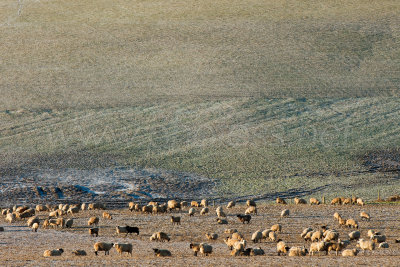 Steppe in England?