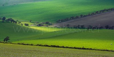South Downs VII