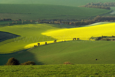 Rapeseed Valley