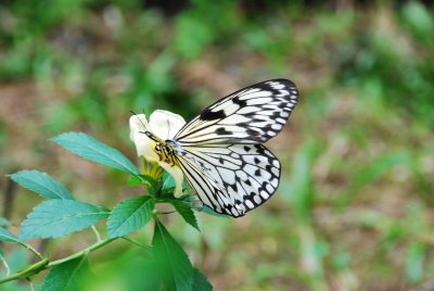 Butterfly4.jpg