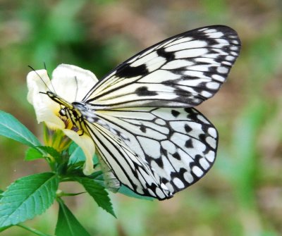 Butterfly6.jpg