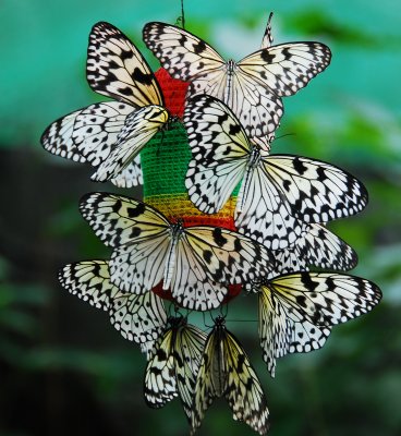 Butterflies5.jpg