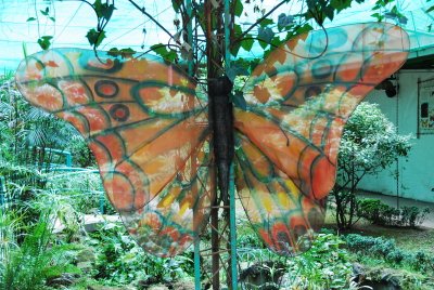 butterfly