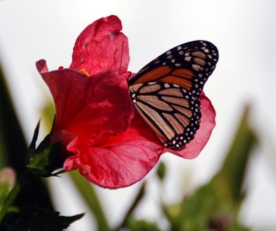 Butterfly1.jpg